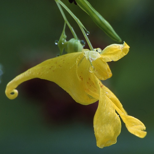  Image name: balsamina3.jpg 
 width: 500 pixel 
 height: 500 pixel 
 Size: 60742 bytes 
 Click to enlarge 